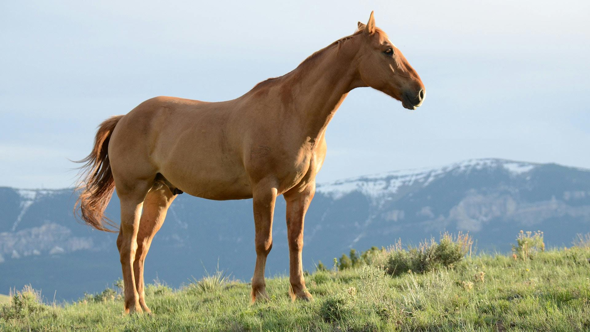 Leather saddle and equestrian tack equipment for horseback riding