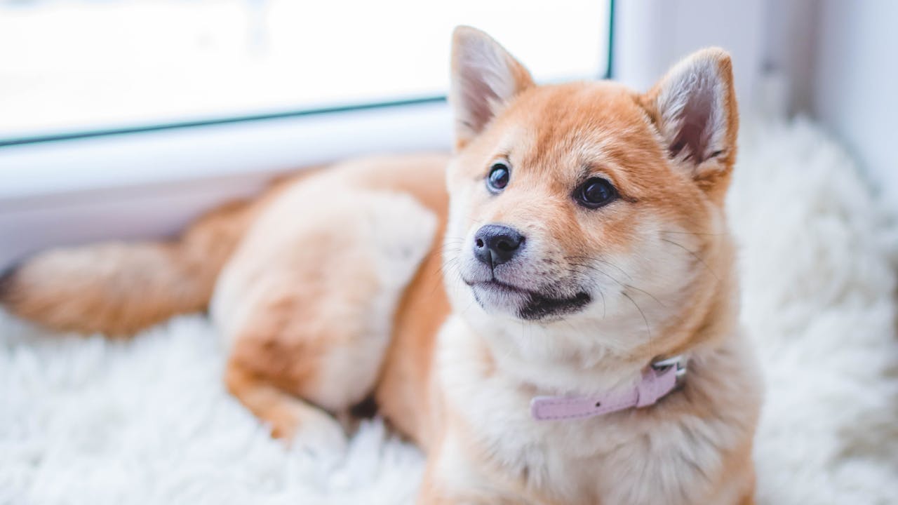 A peaceful dog resting in soft afternoon light