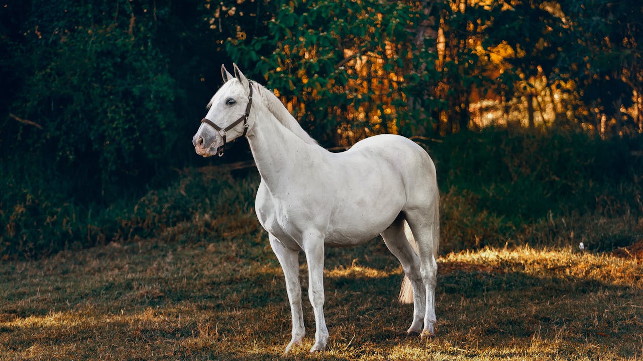 A horse in a field at golden hour with warm light