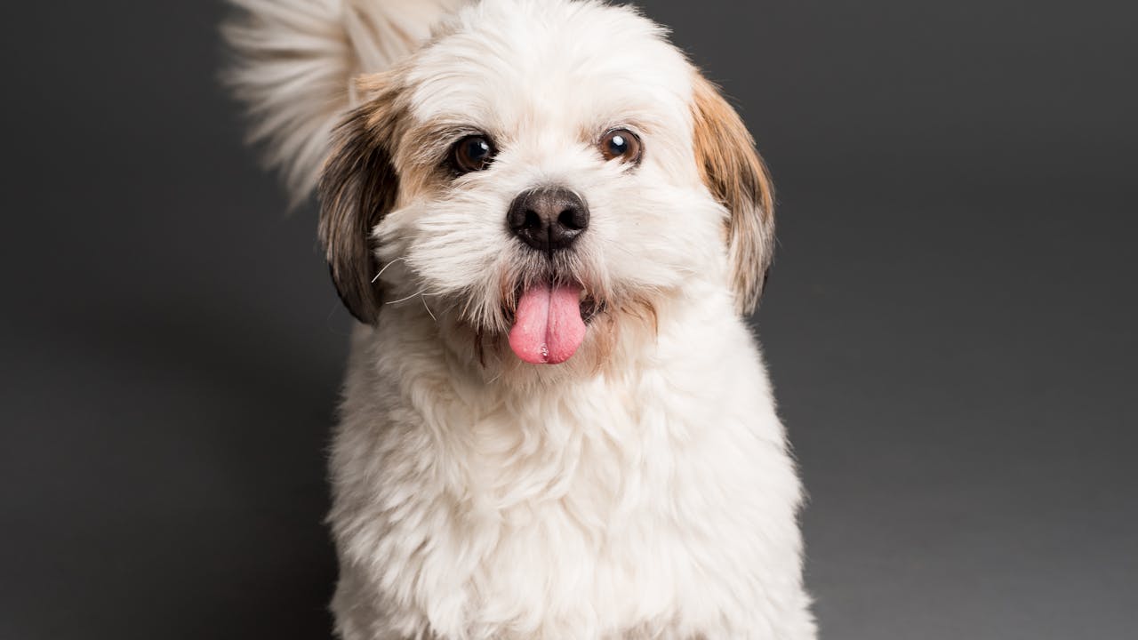 Custom renaissance-style pet portrait painting displayed on a home wall