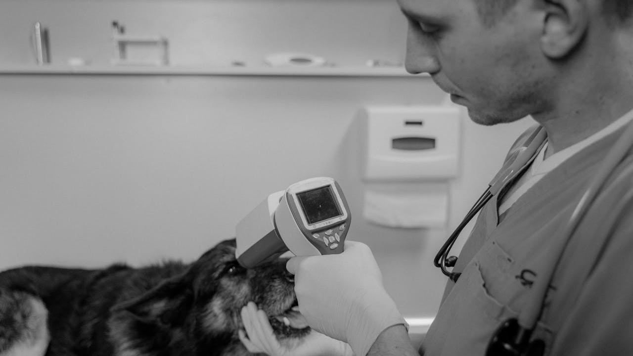 Veterinarian examining a dog - what to expect at your vet visit for polydipsia