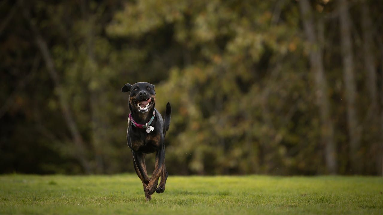 Happy dog running outdoors - a healthy, active dog with normal hydration needs